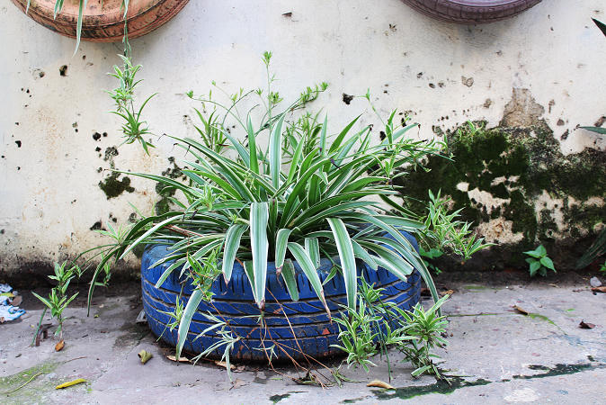 Những lốp xe bị bỏ đi này được người ta thu về và biến hóa thành những chậu hoa vô cùng sáng tạo.