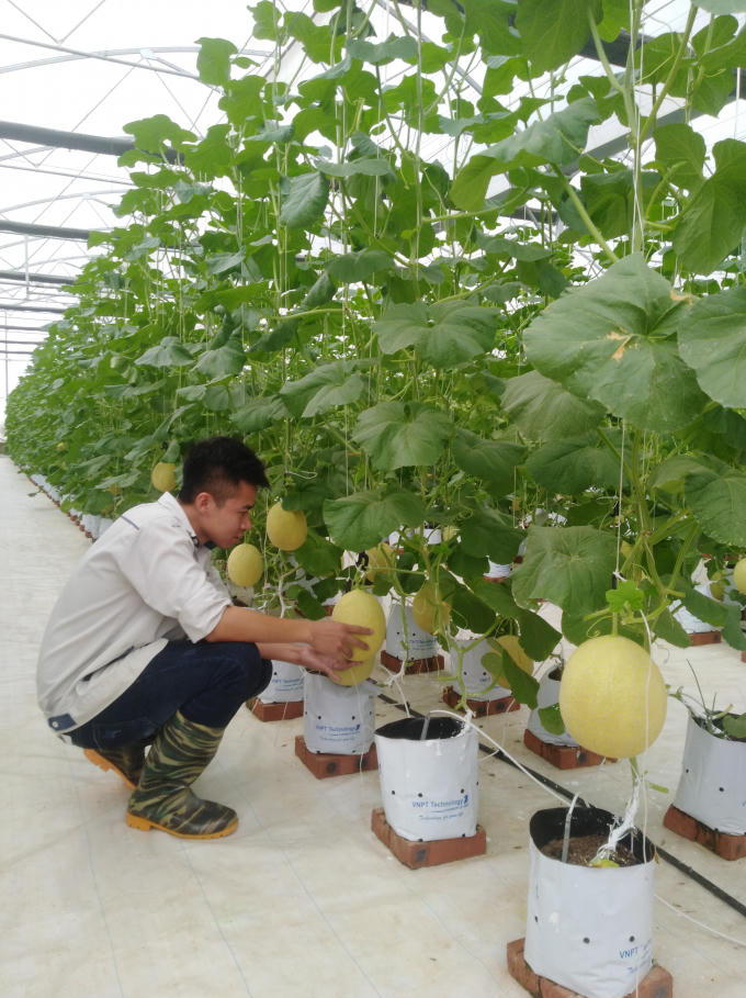 Những cây dưa lưới được ứng dụng công nghệ trong trồng trọt và chăm sóc, đảm bảo năng suất và chất lượng “trăm quả như một”.