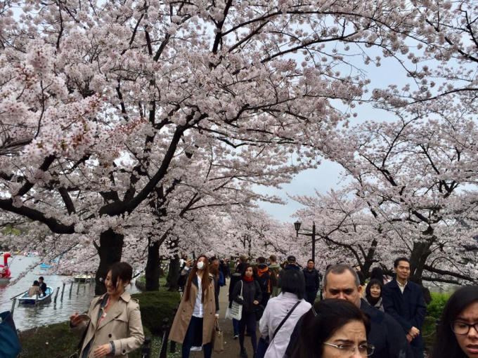 Ở Nhật Bản, hoa anh đào hay còn gọi là hoa Sakura. Laoif hoa này nở vào đầu tháng Giêng cho đến tận tháng Năm nhưng thời điểm hoa anh đào khoe sắc rực rỡ nhất  thường vào khoảng cuối tháng Ba, đầu tháng Tư.