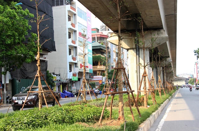 Đã có nhiều ý kiến khác nhau về việc Hà Nội triển khai trồng cây xanh ngay phía dưới gầm công trình đường sắt tuyến Cát Linh - Hà Đông (Ảnh: Nguyễn Dương).