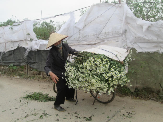 Một cụ bà nông dân đang chuẩn bị chở những bông cúc đi bán.