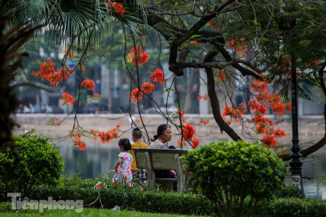 Phố phường Hà Nội rạo rực 'mùa phượng cháy' - ảnh 12