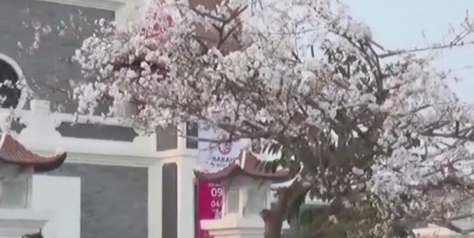 Khung cảnh đất nước mặt trời mọc được tái hiện.