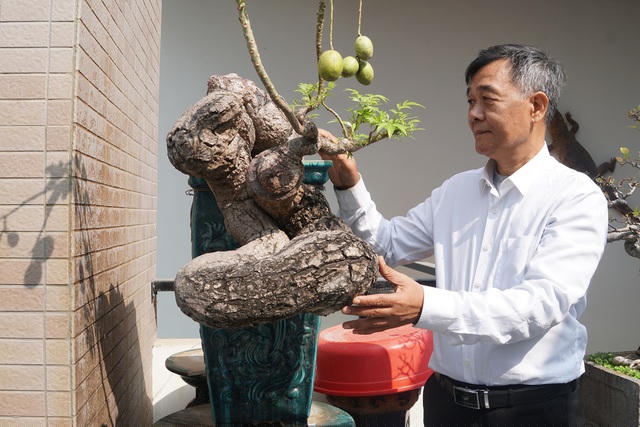 Cây cóc có dáng quái, dáng thế do thiên nhiên tạo tác