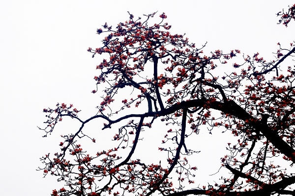 Nồng n&agrave;n hoa gạo th&aacute;ng 3