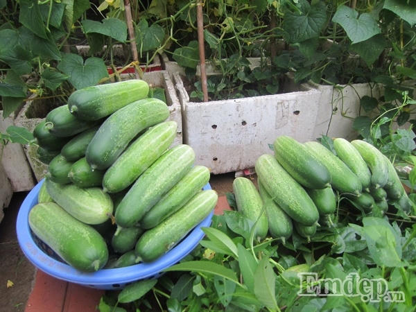 Ngỡ ngàng với vườn rau quả và bầy gà trên “nóc nhà” của bà mẹ Hà Nội