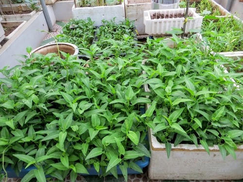 Phía dưới giàn cây leo là khoảnh đất trống để trồng rau ăn lá trong thùng xốp.