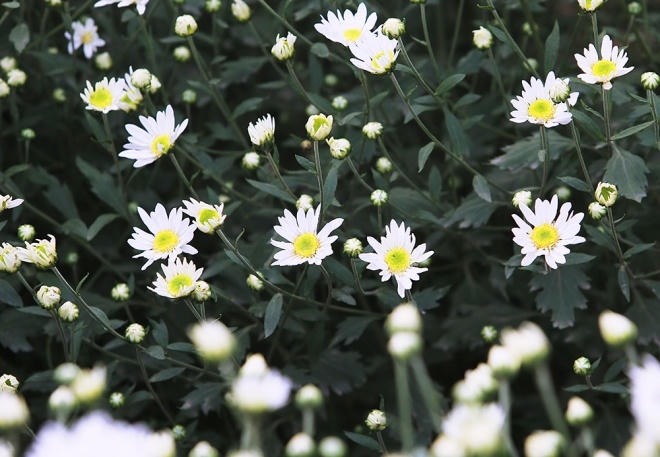 Không rực rỡ, lộng lẫy như hồng nhung, bách nhật, hướng dương nhưng loài hoa nhỏ bé, trắng muốt này lại có nét mộc mạc, tinh khôi, quyến rũ rất riêng của mùa đông Hà Nội.