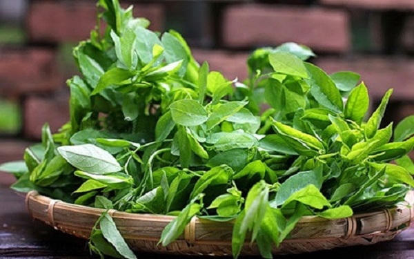 Cần mua rau ngót ở những nơi có địa chỉ uy tín và nguồn gốc xuất xứ đáng tin cậy. Ảnh: minh họa