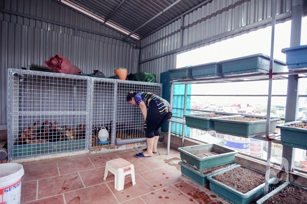 Bên cạnh khoảng sân trồng rau, cô Liên còn có một chuồng gà nhỏ với hơn chục con gà.