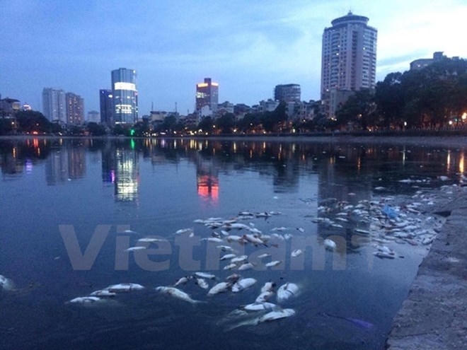 Hồ Hoàng Cầu xuất hiện cá chêt vào một đầu tháng Tám. (Ảnh: Vietnam+).