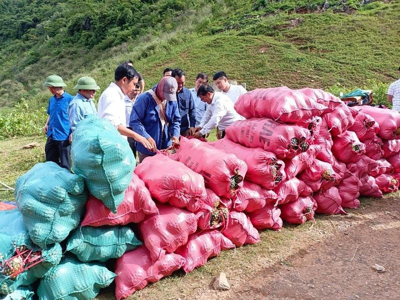 Dứa được nhân dân đóng thành bao, chuẩn bị vận chuyển đi vào nhà máy chế biến.