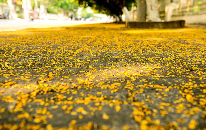 Hoa sưa rụng như tấm thảm trải hai bên đường Trần Hưng Đạo.