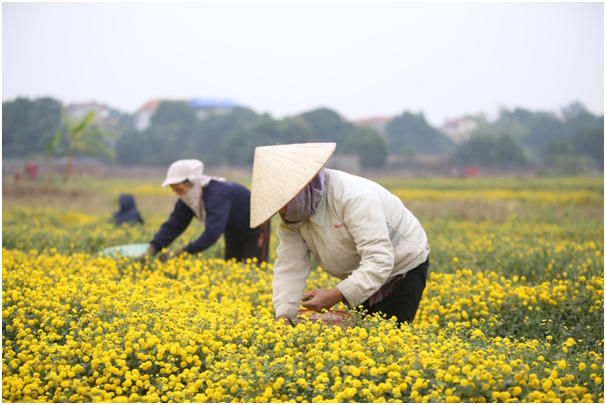 Người dân ở đây cho biết: mùa gieo hạt bắt đầu từ khoảng tháng 5, tháng 6, đến tháng 12 là bắt đầu thu hoạch.