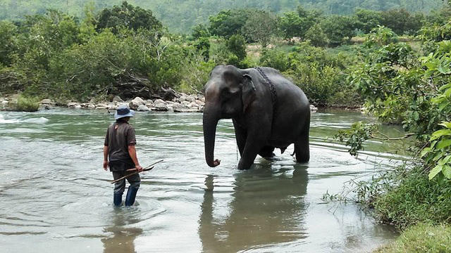 Voi Yẵ Tao cô đơn nhiều năm trước khi chết.