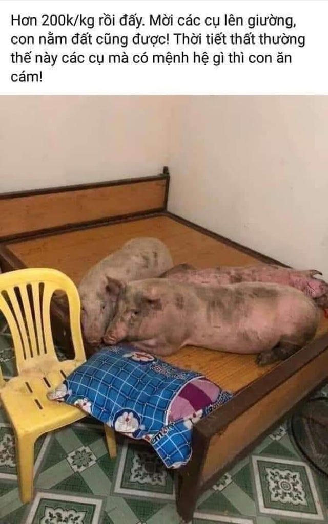 Ảnh chế "cụ" lợn được chăm sóc cẩn thận, được lên giường nằm.