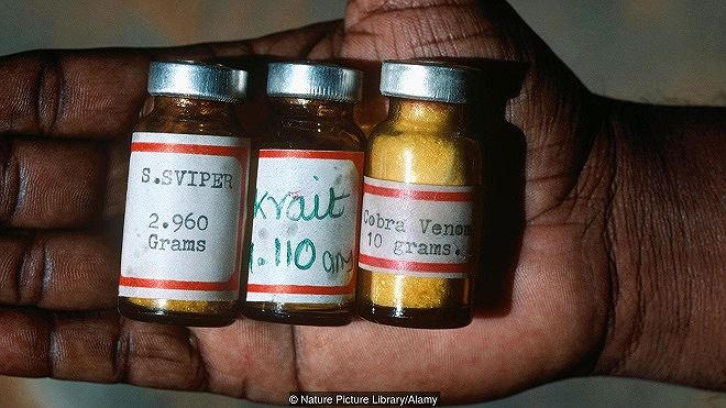 Thuốc chống nọc độc do người Irula b&agrave;o chế.&nbsp;