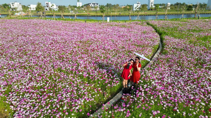 Hoa sao nhái, còn gọi là hoa chuồn chuồn hay cúc vạn thọ tây, có nguồn gốc từ Mexico, miền Nam Hoa Kỳ, khu vực Trung Mỹ và miền Bắc Nam Mỹ, phân bố trải rộng đến Paraguay.
