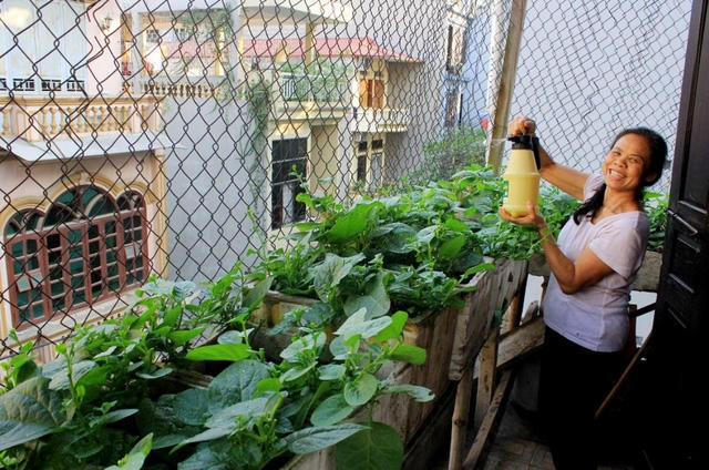 Vườn rau xanh của gia đình bà Sơn.