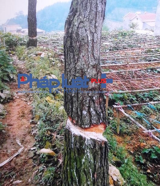 Gần 8ha rừng 327 đã bị chặt phá để trồng su su (Ảnh: Đào Tấn)