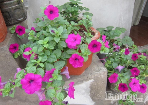 Ngỡ ngàng với vườn rau quả và bầy gà trên “nóc nhà” của bà mẹ Hà Nội