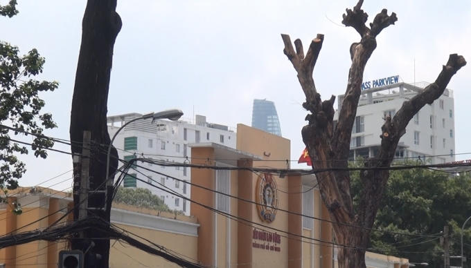 Hai cây sắp đốn hạ vì chết ở đường Cách mạng tháng Tám