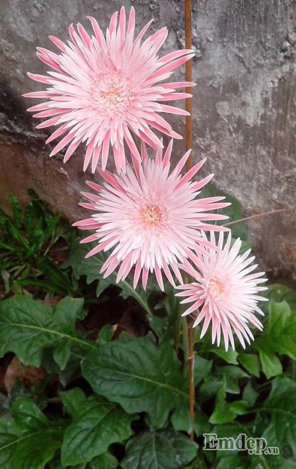 Những loại rau, hoa trong khu vườn nhà chị vào mùa đông.