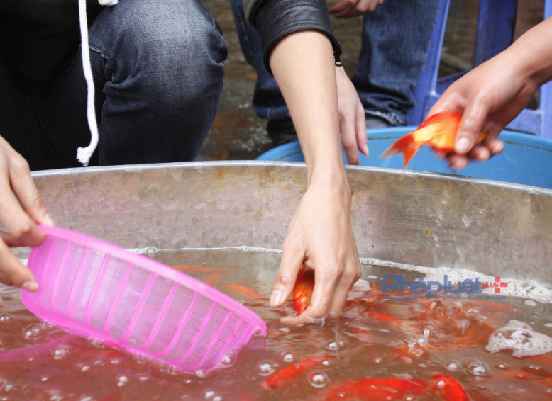 Những con cá chép khoẻ mạnh đượng người mua lẻ lựa chọn.