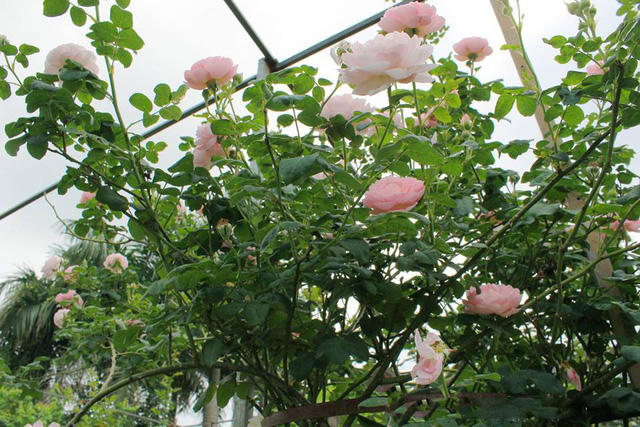 Ngoài những giống hồng nội địa, phổ thông vườn hồng này còn có nhiều giống hồng quý, được nhiều người săn lùng, yêu thích và có giá trị cao như: hồng cổ Sapa, Bạch Vân Khôi, hồng đào cổ hay hồng leo Hải Phòng. Trong đó, nhiều gốc hồng có tuổi đời lâu năm, trị giá lên tới hàng trăm triệu.