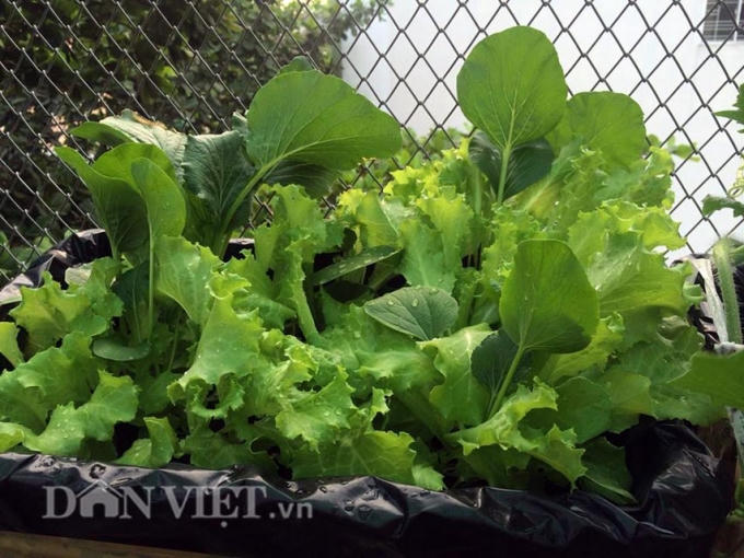 Có khoảng trên 50 chậu trồng rau củ quả các loại trong khu vườn của chị.