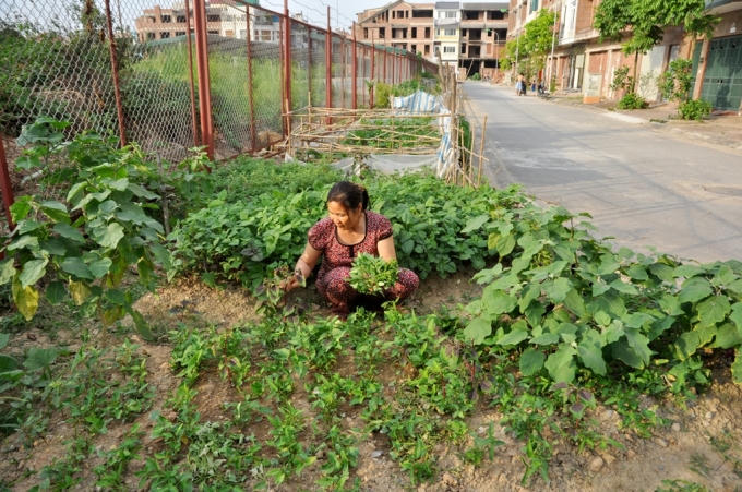 Bà Lưu (nhà ở khu vực Tân Triều) cho hay, vườn rau nhà bà rộng khoảng 15m2, được tận dụng ngay trên vỉa hè tại khu đô thị. Để có được vườn rau xanh tốt này, bà phải đầu tư mua xe chở đất và ủ phân lót ở bên dưới.