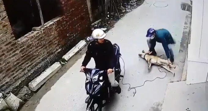 Chú chó nằm bất động ngay sau khi bị bắn.
