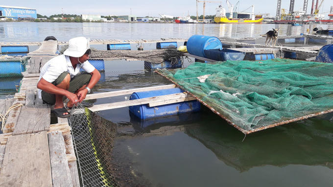 Người dân theo dõi sức khỏe của cá bớp để kịp ứng phó. (Ảnh báo Thanh niên)