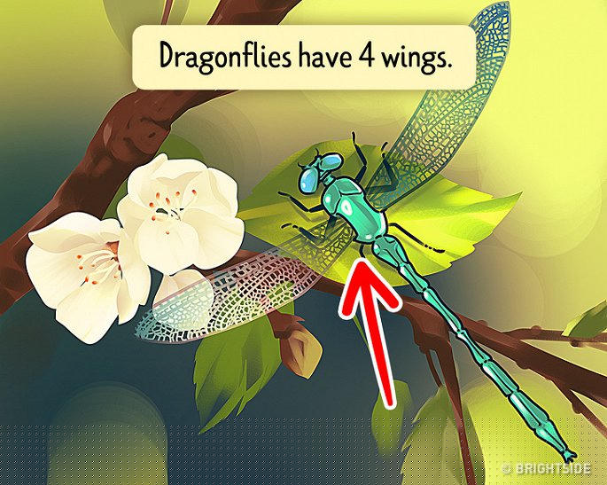 Do ban tim ra diem bat thuong o buc tranh sau trong 30 giay? hinh anh 13