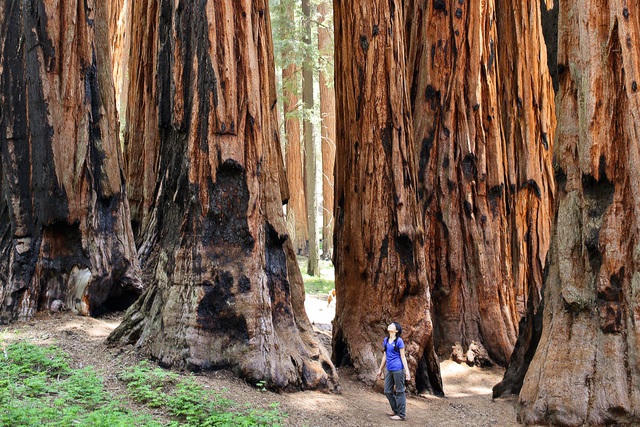 Công viên Sequoia có ít nhất 240 hang động trong đó nổi tiếng là động Pha Lê. 