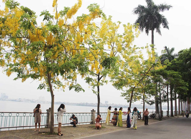 Dãy muồng hoàng yến bên Hồ Tây (Hà Nội) trở thành điểm đến yêu thích của nhiều người