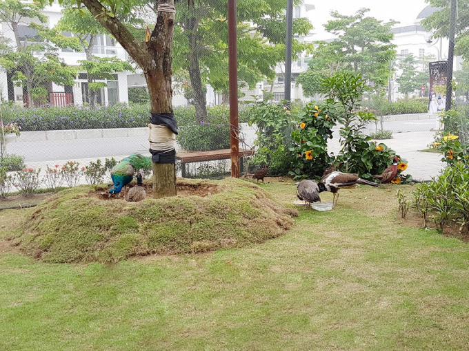 Vườn chim nhiệt đới tọa lạc tại khu vực trước cửa FLC Mart và Gracio Café  - một vị trí đẹp và thuận tiện cho việc tham quan, chiêm ngưỡng các loài chim của du khách.