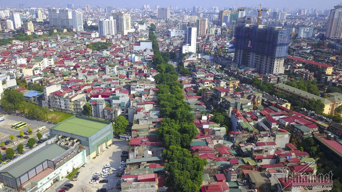 Hàng cây xà cừ cổ thụ chạy dọc tuyến đường