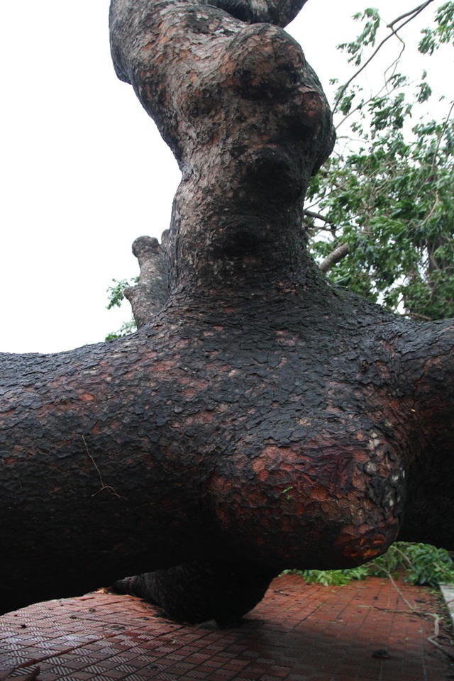 Nhưng cũng có những cây cổ thụ hàng trăm năm tuổi bị bão quật đổ rất tiếc