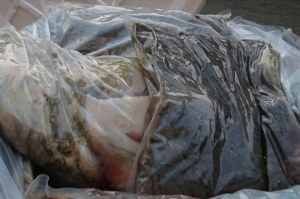 Các bao đựng lòng lợn, thịt lợn, sách bò… Tất cả số nội tạng trên đã thối rữa, bốc mùi nồng nặc.