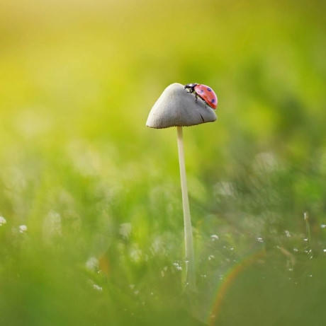 Bọ rùa và màn đáp lên cây nấm mảnh mai một cách ngoạn mục. (Nguồn Bored Panda).