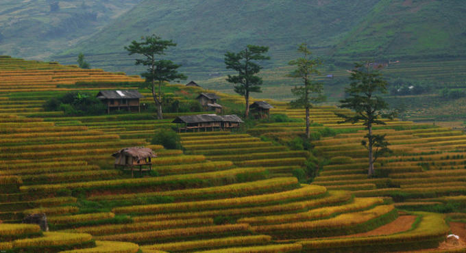 Cảnh sắc yên bình của vùng quê trù phú