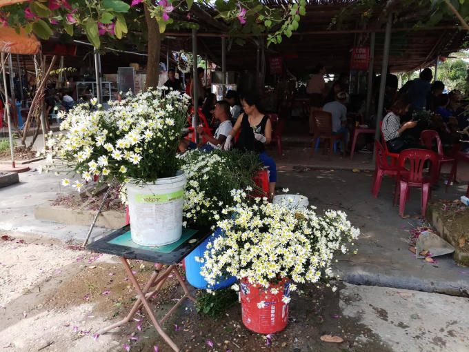 Tại các nhà vườn và địa điểm chụp ảnh, các chủ vườn cũng tranh thủ rao bán cúc họa mi phục vụ nhu cầu của khách, giá hoa cúc hoạ mi khá rẻ so với nhiều loại hoa khác. Mỗi bó hoa chỉ có từ 40.000 - 50.000 đồng/bó.