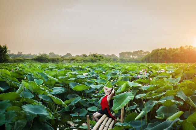Hình ảnh thiếu nữ xuân sắc là nét chấm phá nổi bật giữa hồ sen mênh mông (ảnh: Cương Pluto).