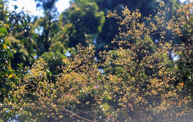 Lộc non rừng Sơn Tr&agrave; dưới &aacute;nh ban mai.&nbsp;