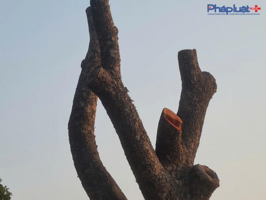 Hàng xà cừ như "biểu tượng" ghi dấu ấn không chỉ đối với người dân sinh sống hai bên tuyến đường này mà còn gây ấn tượng đối với nhiều người đi qua đây bởi hàng dài những cây xà cừ cổ thụ như một mái vòm che toàn bộ con đường.