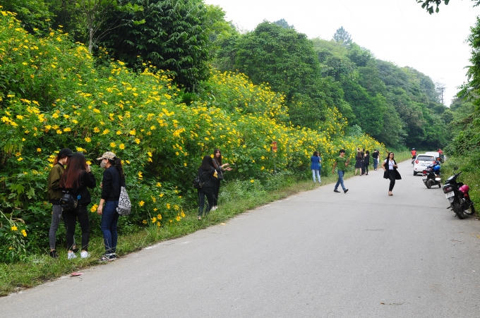 Ba Vì rực rỡ mùa hoa dã quỳ