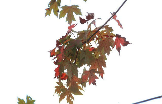 Việc trồng cây phong lá đỏ nằm trong chủ trương quy hoạch cây xanh đô thị của thành phố Hà Nội. Dự kiến, đến năm 2020, đường phố Hà Nội sẽ được phủ kín khoảng 1 triệu cây xanh.