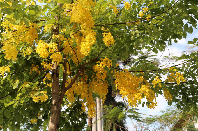 Những ngày này, nhiều con đường Hà Nội trở nên rực rỡ và thơ mộng khi muồng hoàng yến bung nở những chùm hoa vàng như những chiếc đèn lồng đẹp mắt giữa trời.