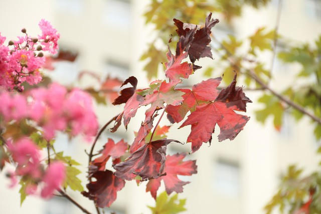 Nhiều người đi đường tỏ ra thích thú với sự chuyển màu của hàng cây giữa phố Hà Nội.